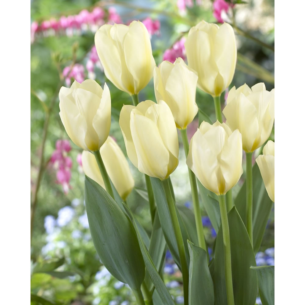 Wilko Autumn Bulbs Tulip White Emperor 10pk Wilko