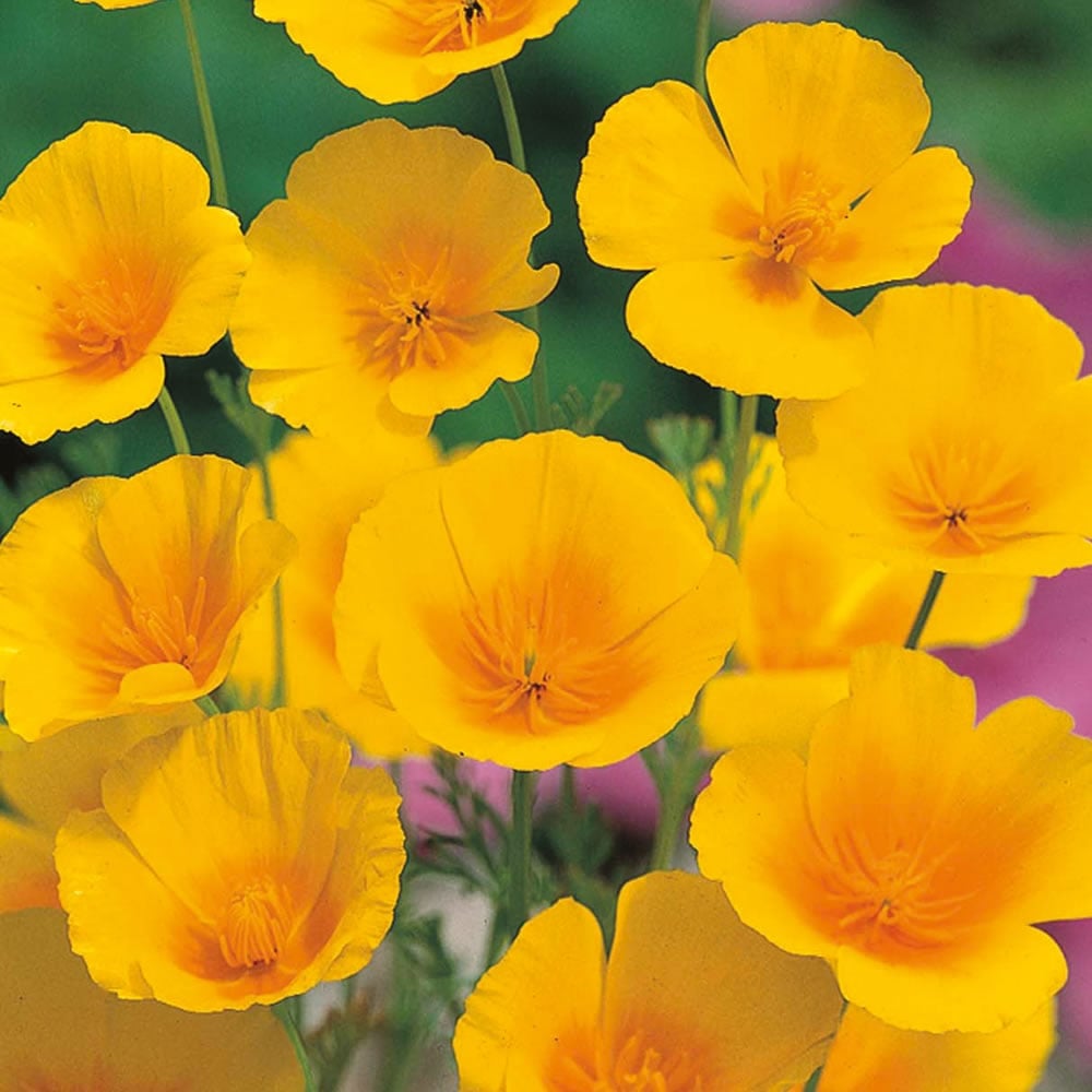Wilko Californian Poppy Golden Values Seeds Image 1