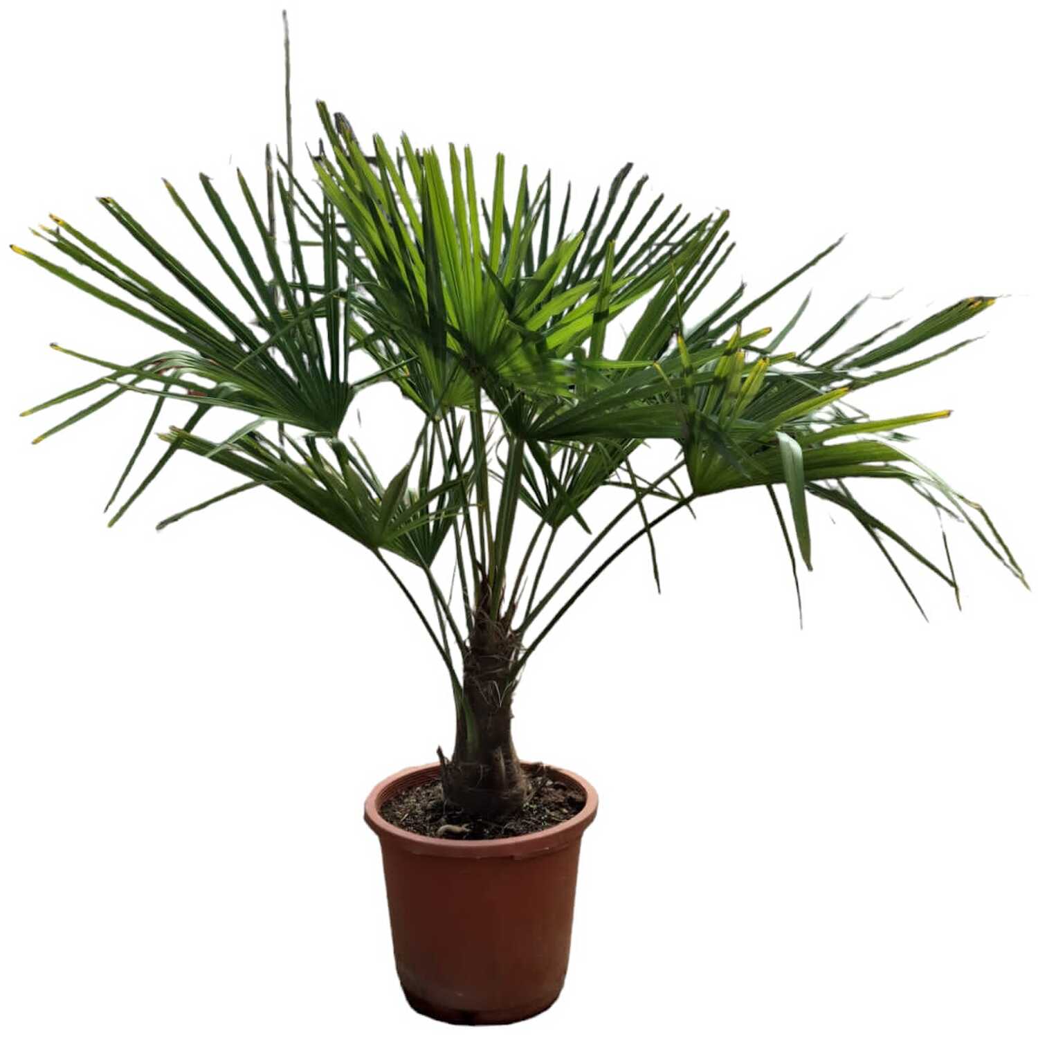 Trachycarpus Fortunei Palm Image