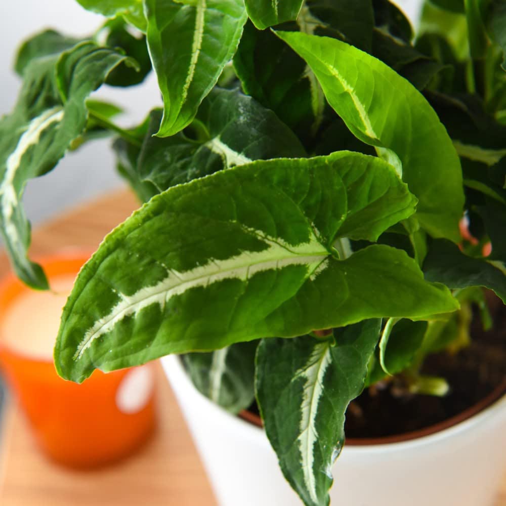 Thompson and Morgan Syngonium Wendlandii Plant in Pot 12cm Image 4