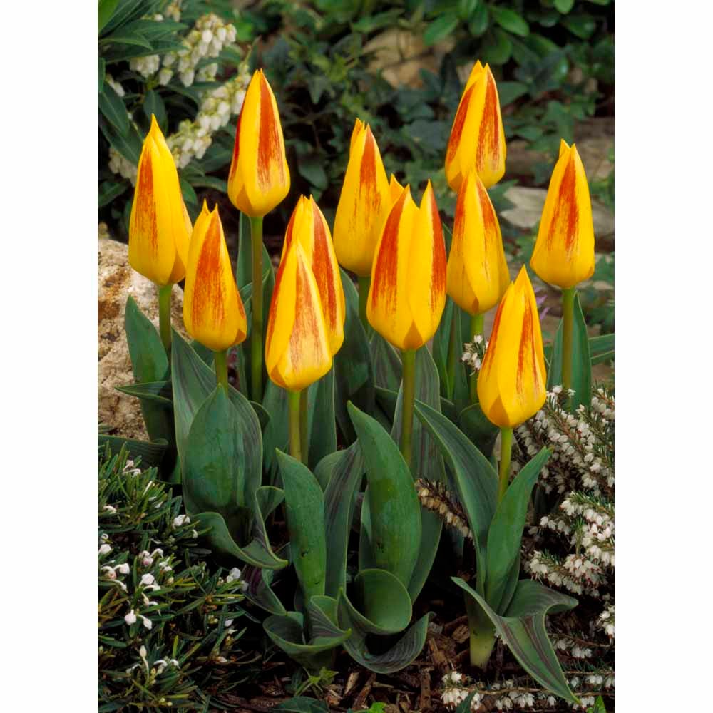 Wilko Tulip Guiseppe Verde 8pk Wilko