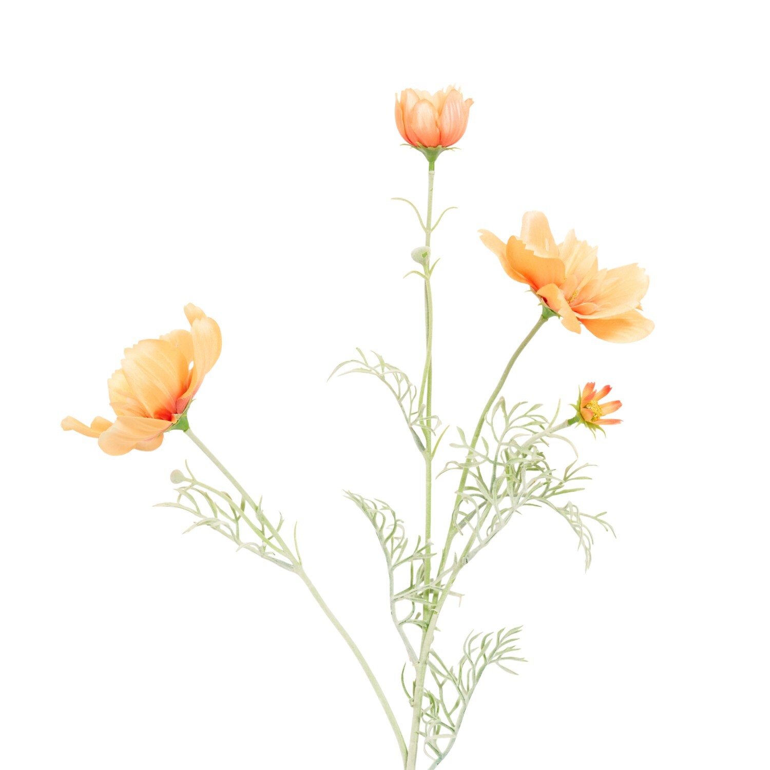 Large Cosmos Bloom Image 7