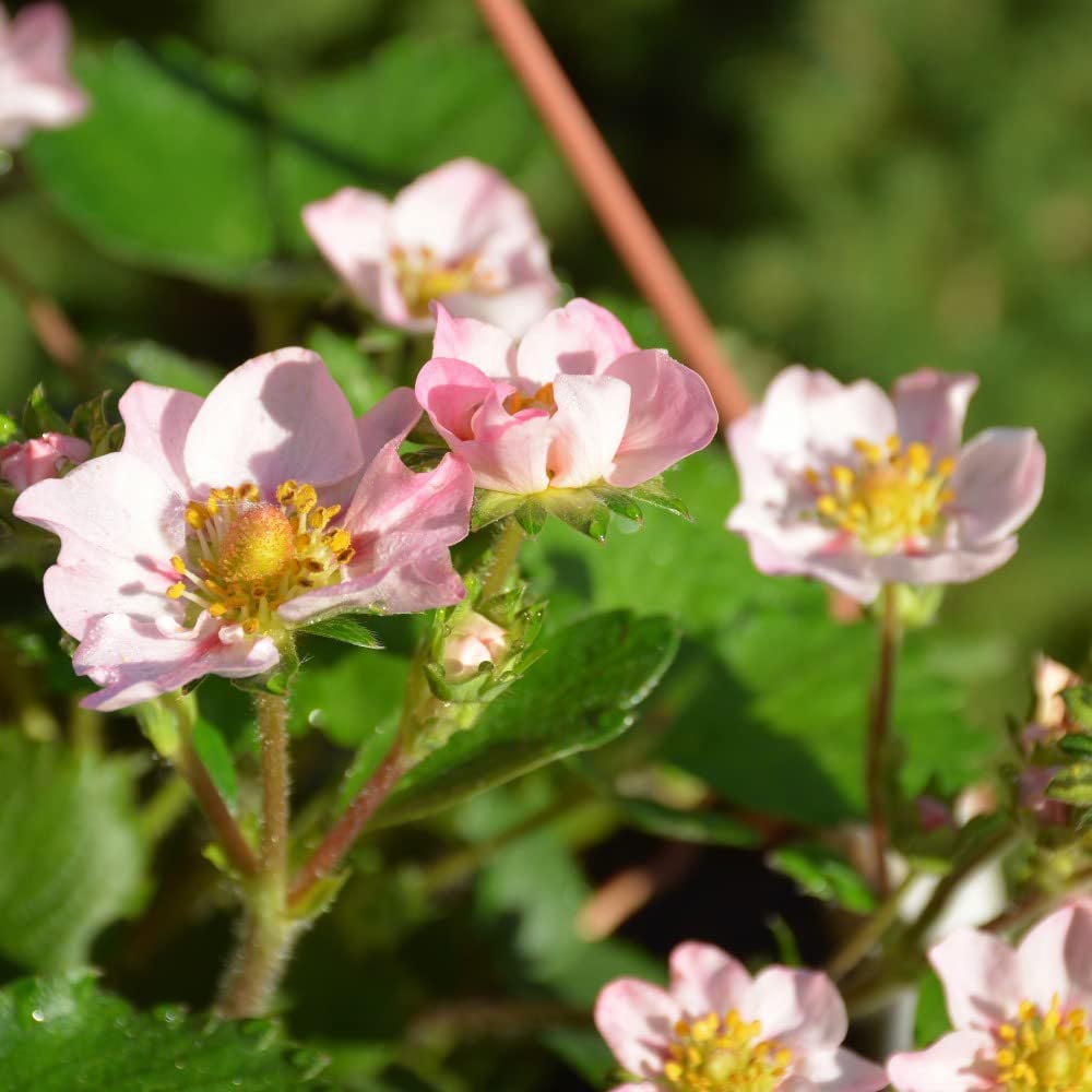 Thompson and Morgan Strawberry Fragaria Gasana Plant in Pot 9cm Image 3
