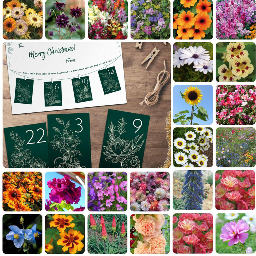 Thompson and Morgan Christmas Gift Flowers Seed Christmas Gift Advent Calendar Kit Image 2