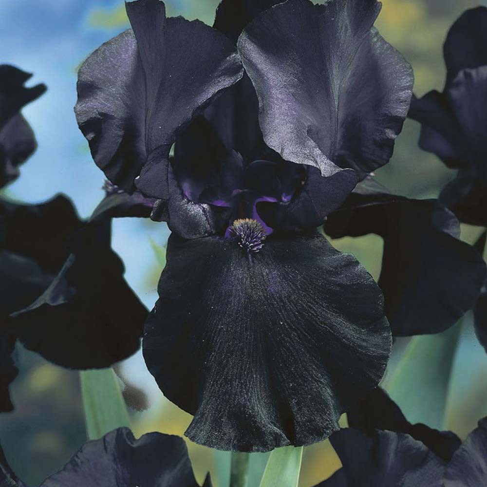 Wilko Iris Germanica Black Dragon Spring Planting Bulb Image