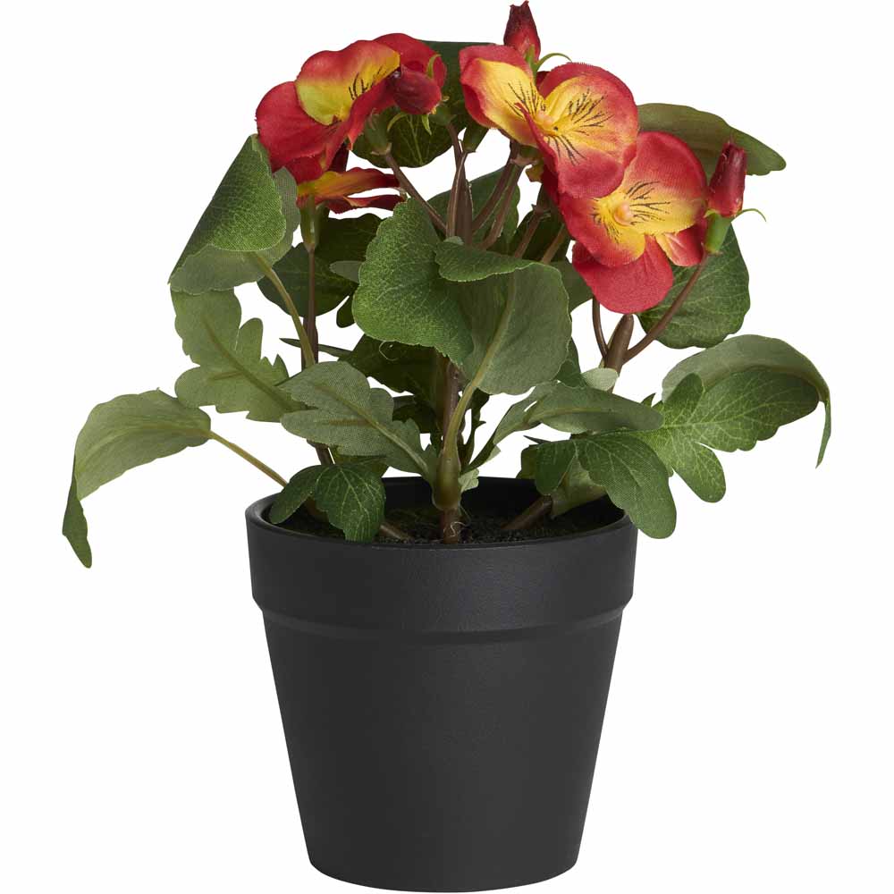Wilko Potted Flowering Plant Pansy Image 3