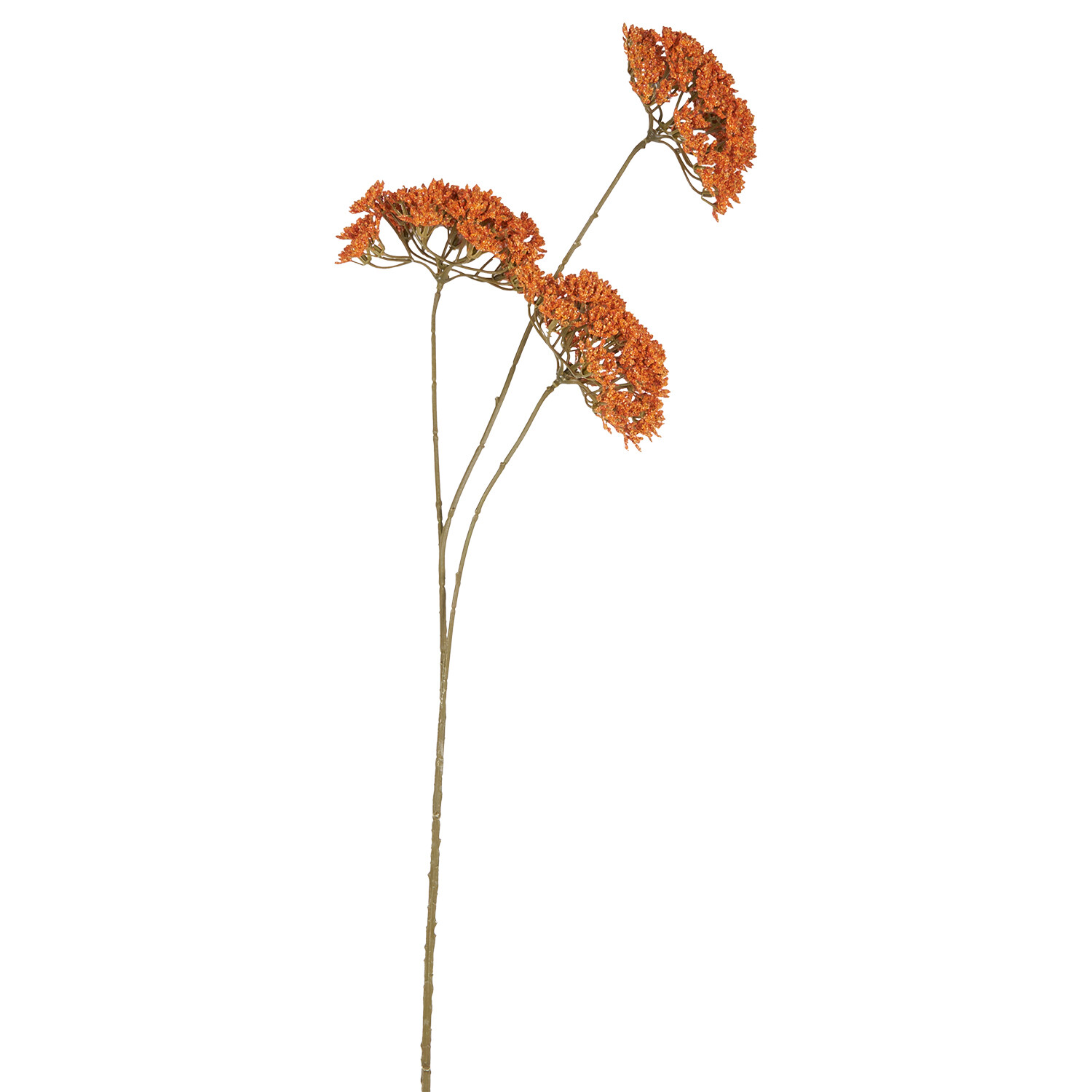 Queen Annes Lace Stem Yellow or Orange Image 2