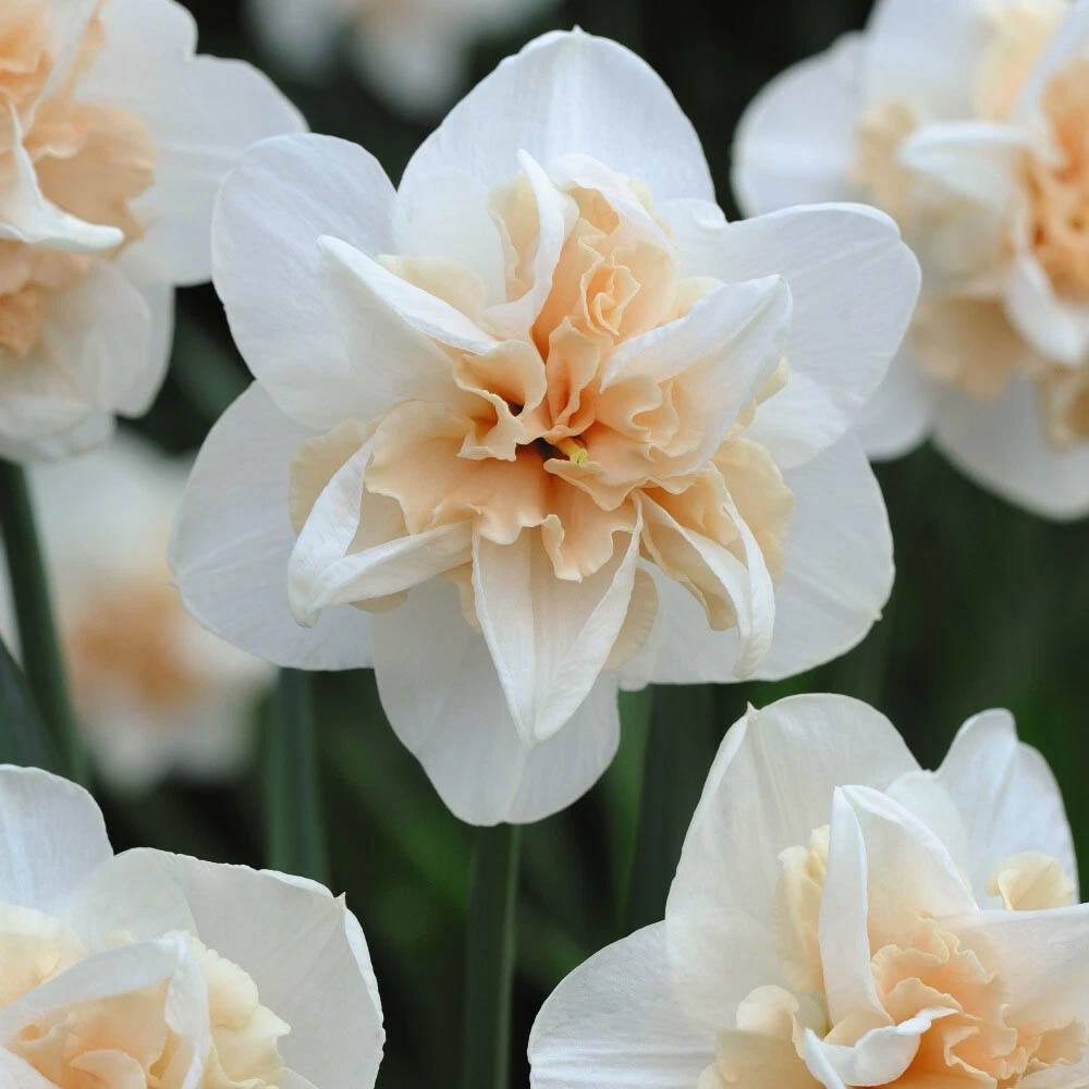 Thompson and Morgan Daffodil Replete Improved Spring Planting Bulb 16 Pack Image 4