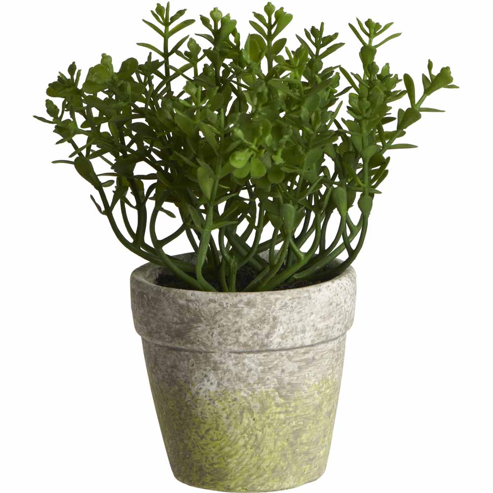 Wilko Herb in Pot Image 2