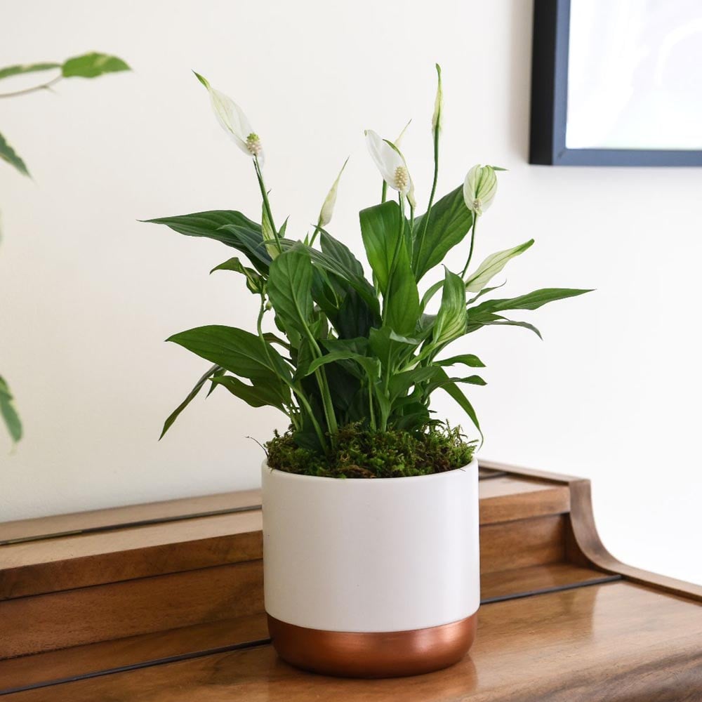 Thompson and Morgan Spathiphyllum Peace Lily Torelli Plant in Pot 9cm 3 Pack Image 3