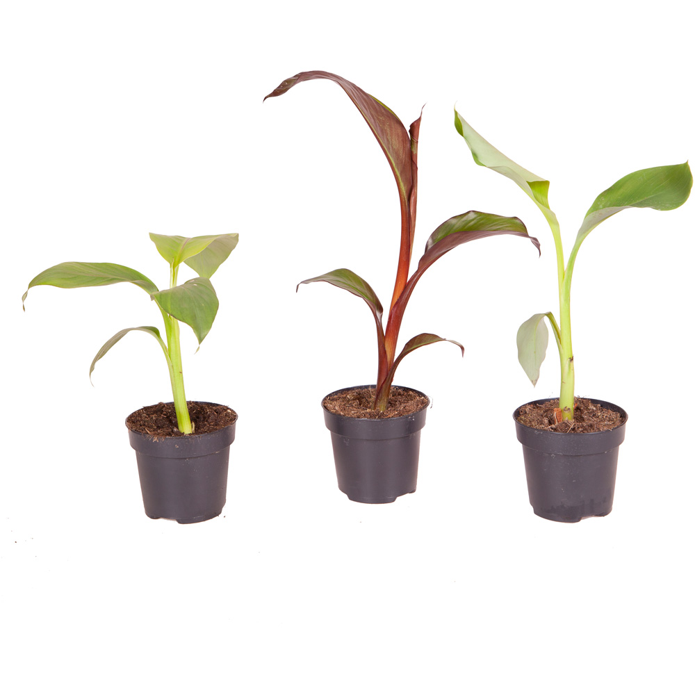 wilko Architectural Banana Collection Plant Pot 3 Pack Image 5