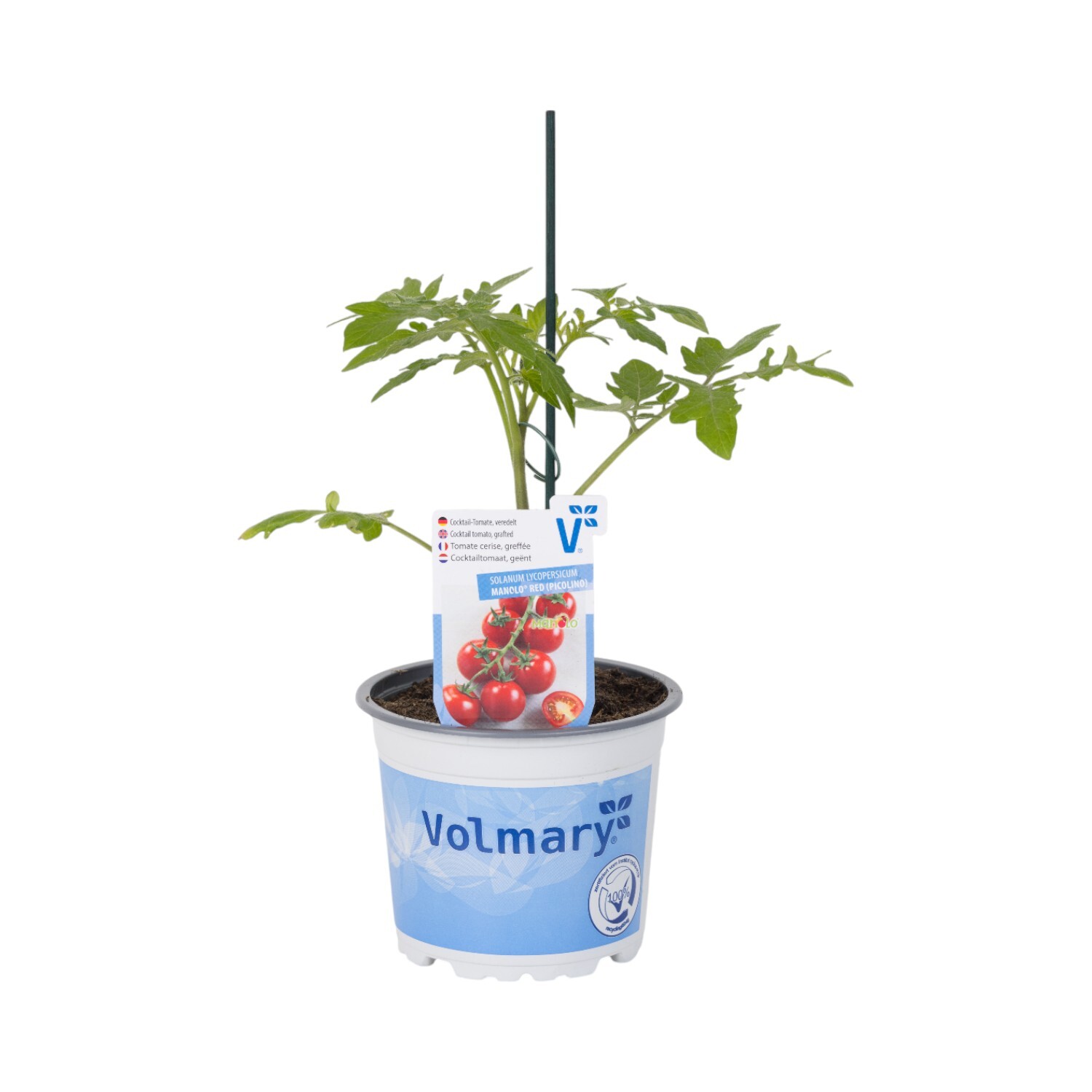 Grafted Picolino Cocktail Tomato Plant Image