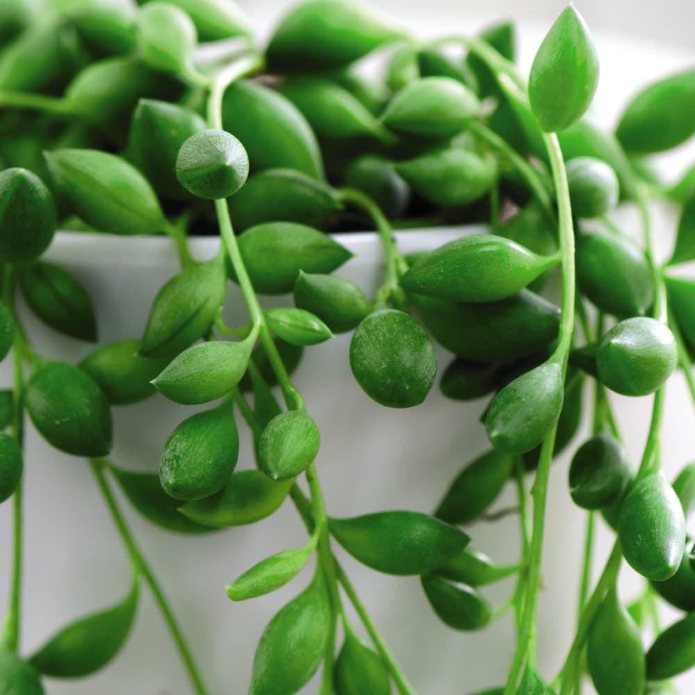 Thompson and Morgan Senecio String of Teardrops Plant in Pot 11cm 3 Pack Image 2