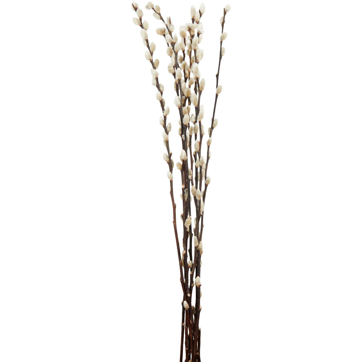 Pussywillow Bouquet 60cm - Natural Image 1