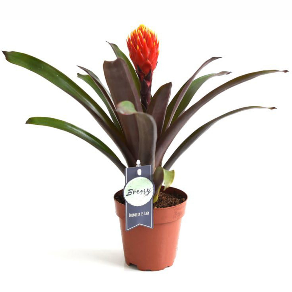 Thompson and Morgan Guzmania Tala Plant Pot 12cm Image 2