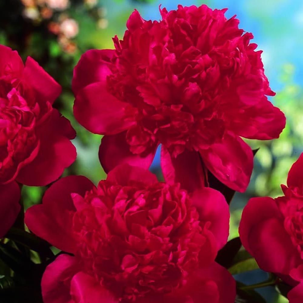 Wilko Peony Red Perennial Spring Planting Bulb Pack Image
