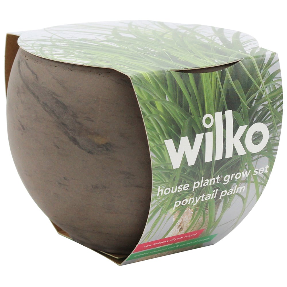 Wilko Ponytail Palm House Plant Grow Kit Image 4