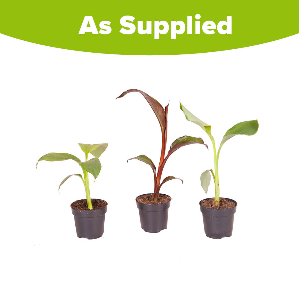 YouGarden Banana Plant Collection Plant Pot 9cm 3 Pack Image 4