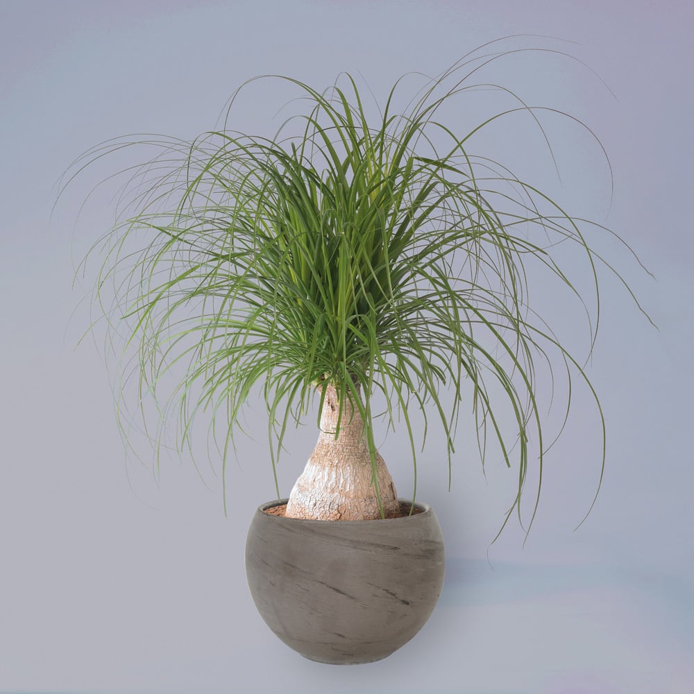 Wilko Ponytail Palm House Plant Grow Kit Image 1