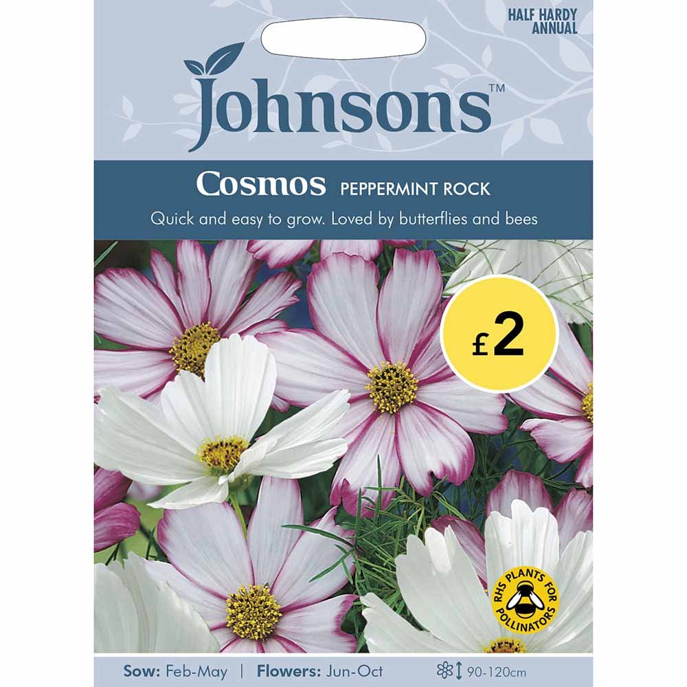 Johnsons Seeds Cosmos Peppermint Rock Image 2