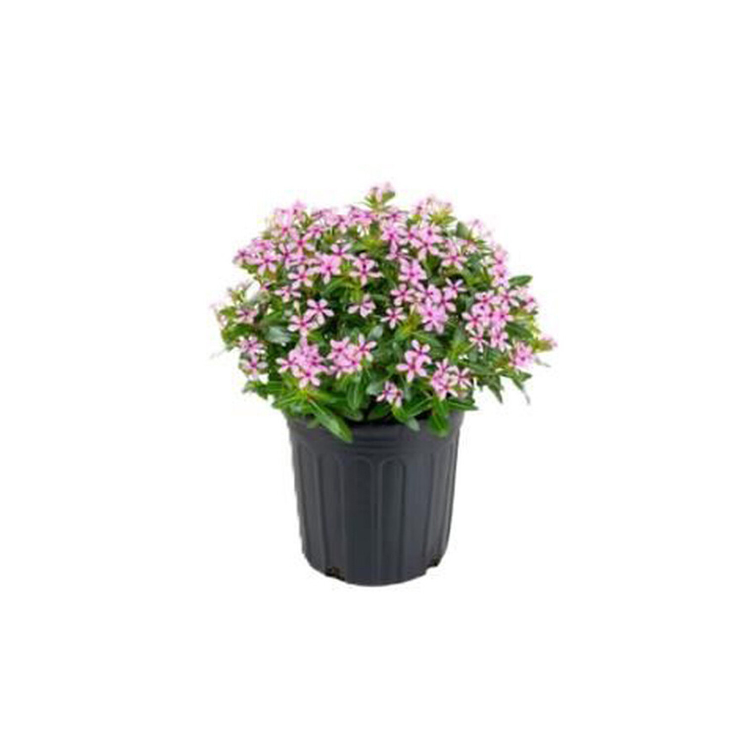 Catharanthus Soiree Mix Plant Image 4