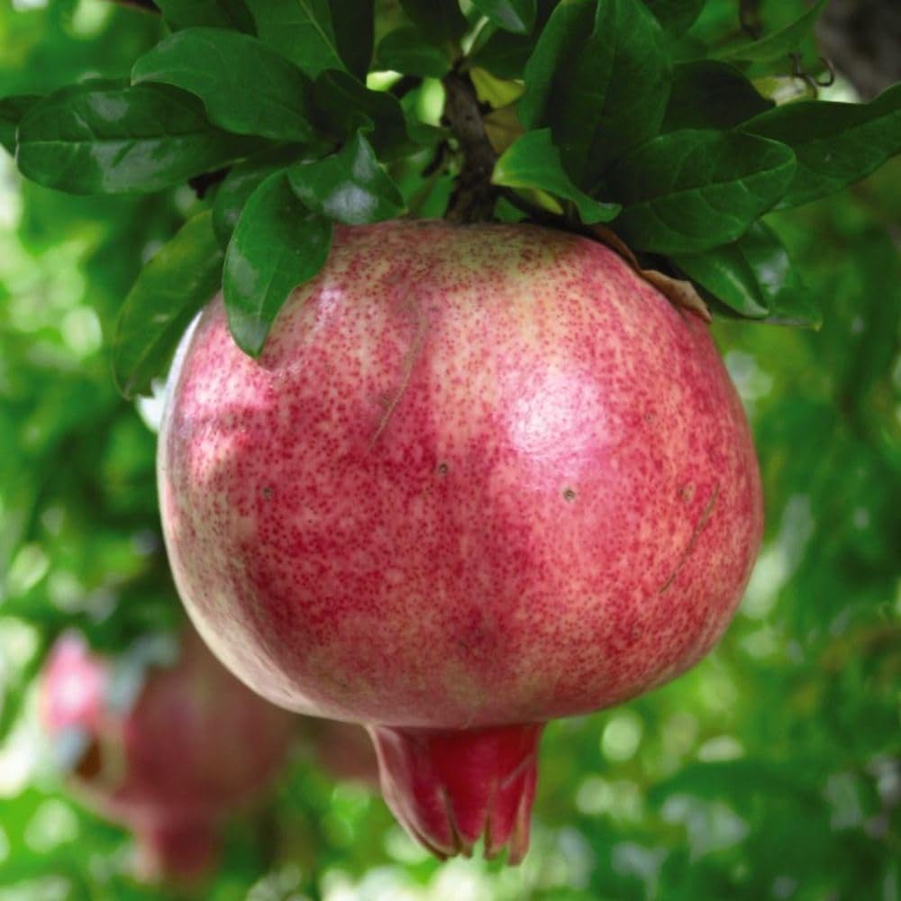 Thompson and Morgan Pomegranate Granatum Var Nana Mini Stem Plant Pot 20cm 2 Pack Image 3