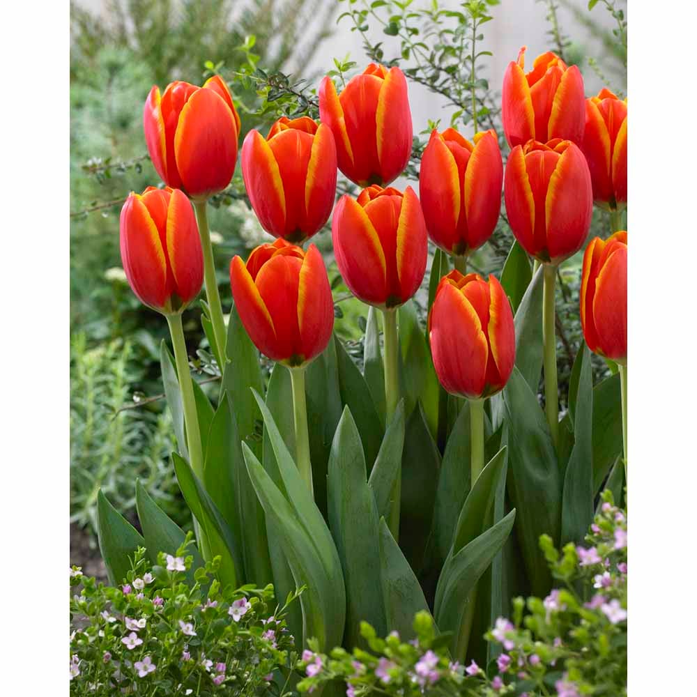 Wilko Tulips Worlds Favourite 8pk Wilko