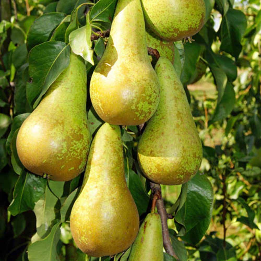 wilko Pear Duo Fruit Tree Bare Root Rose Image 2