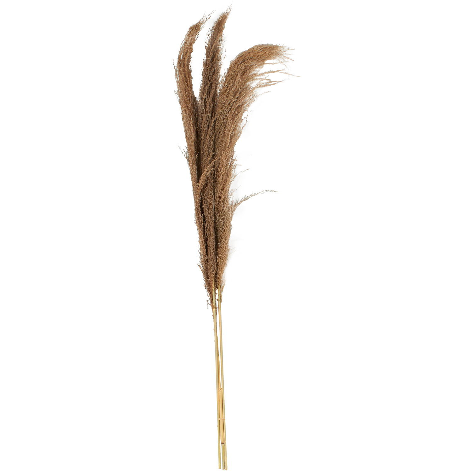 Set of 3 Pampas Grass Decoration Image 1