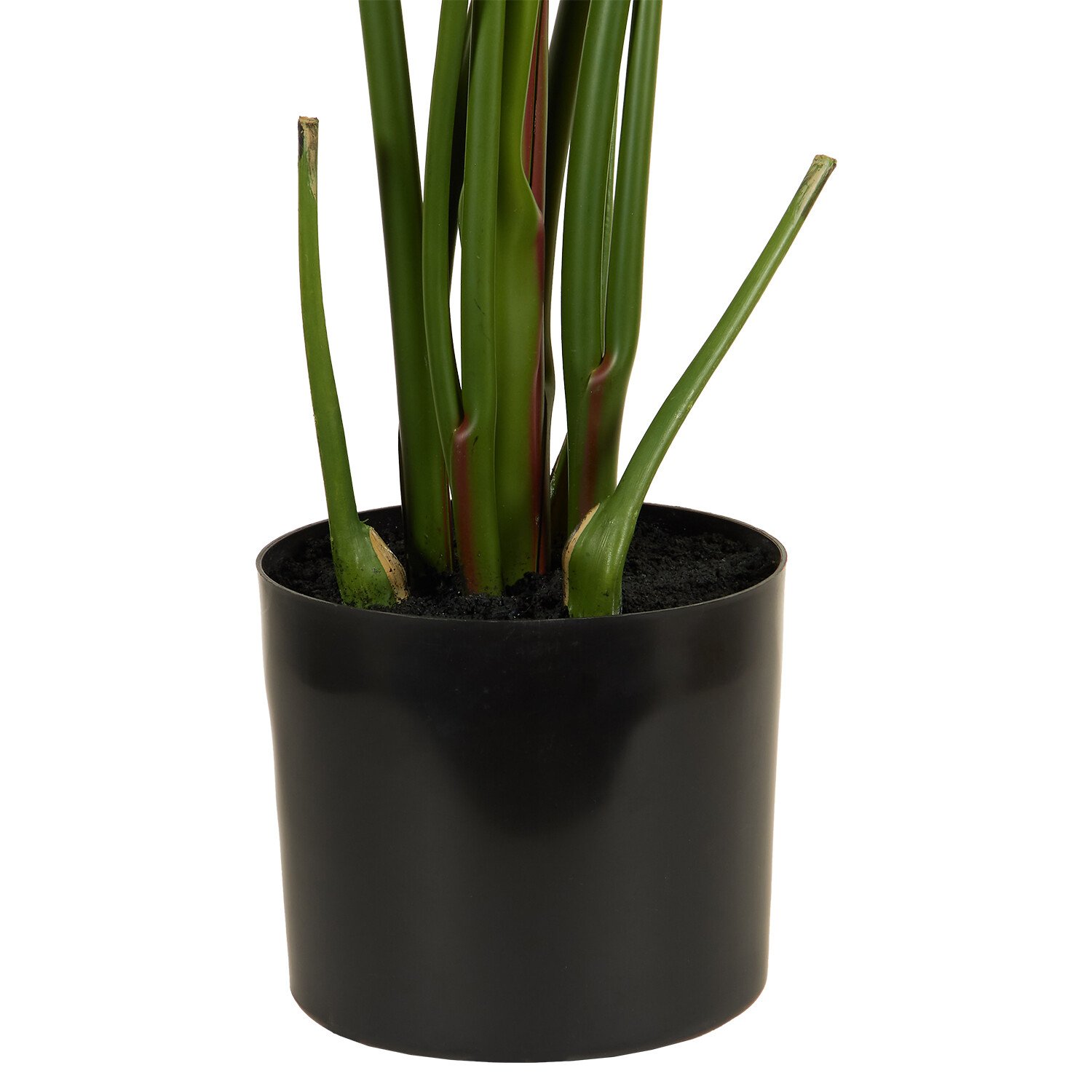 Travellers Palm Tree - Green Image 6