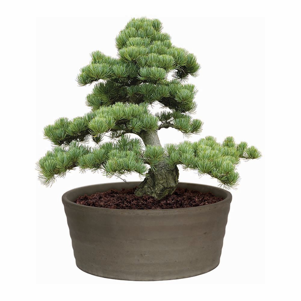 Wilko Basalt Bonsai Planter Pine Wilko