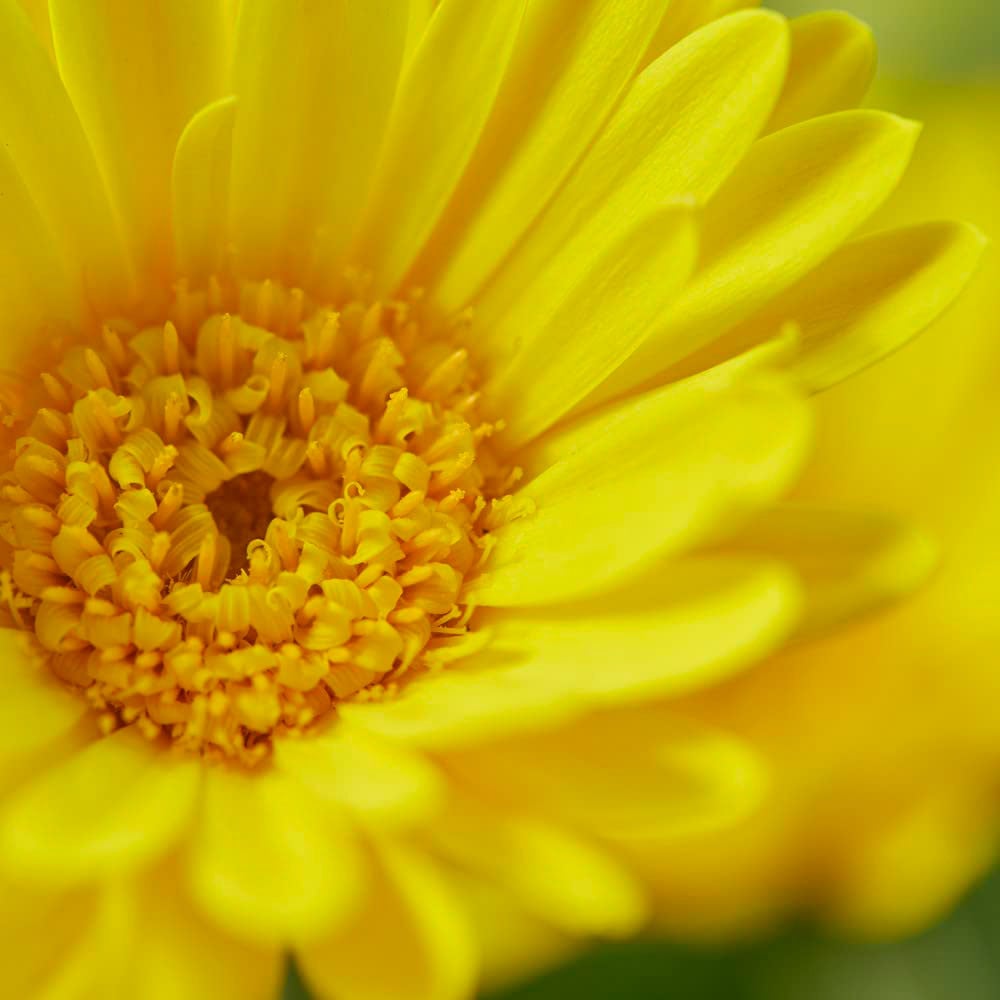 Thompson and Morgan Gerbera Garvinea Cheeky Yellow Plant Pot 7cm Image 4