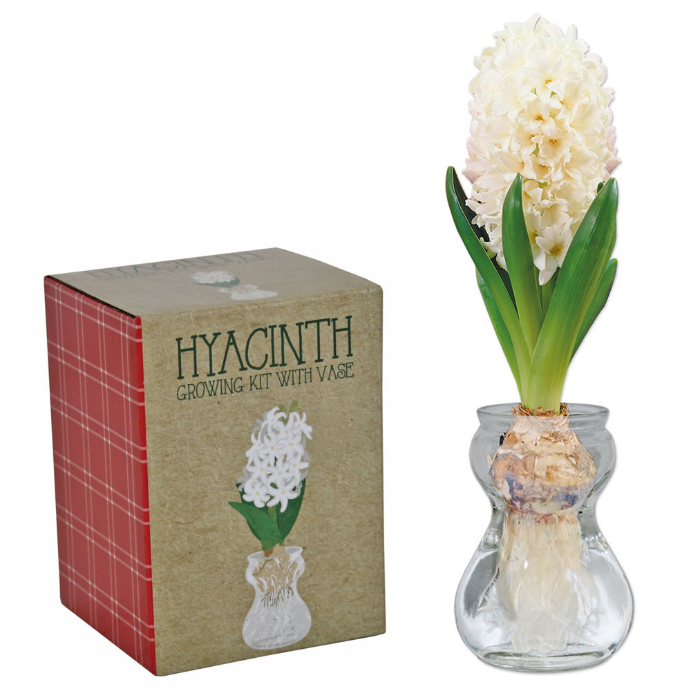 Wilko Premium Single Glass Hyacinth Image 3