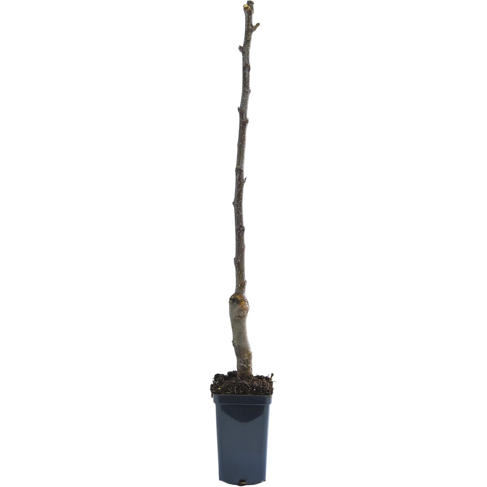 Thompson and Morgan Patio Fruit Tree Collection Plant Pot 9cm 4 Pack Image 6