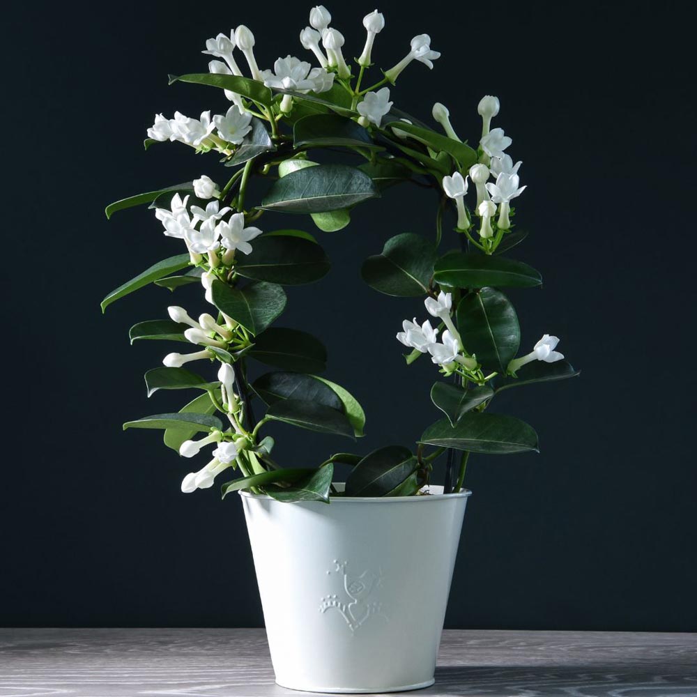 Thompson and Morgan Stephanotis Floribunda On A Hoop Plant in Pot 12cm 2 Pack Image 3