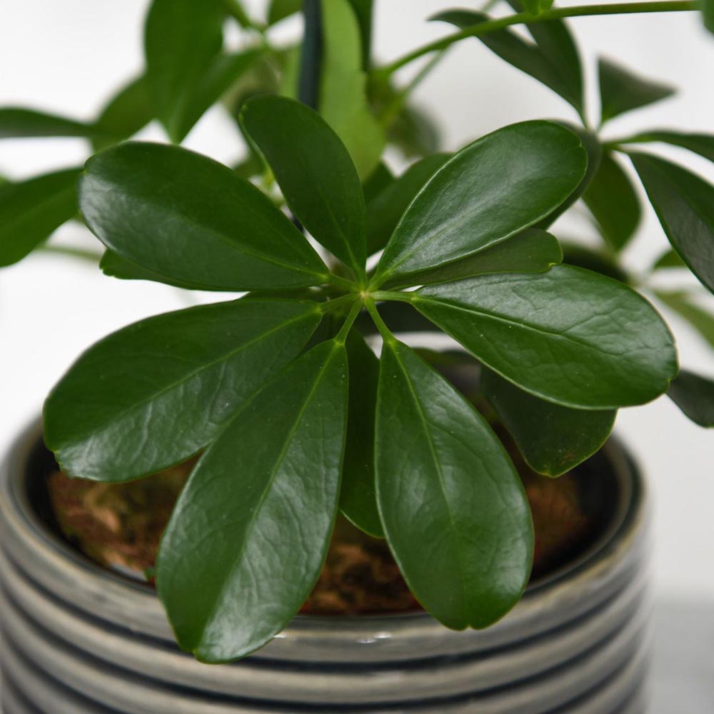 Thompson and Morgan Schefflera Arboricola Nora Plant in Pot 13cm Image 2