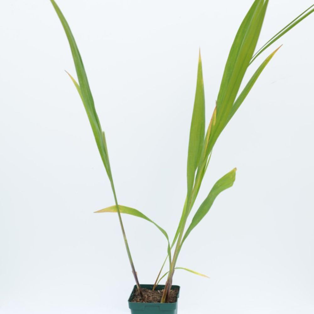 Thompson and Morgan Crocosmia Lucifer Potted Plant 1L 2 Pack Image 3