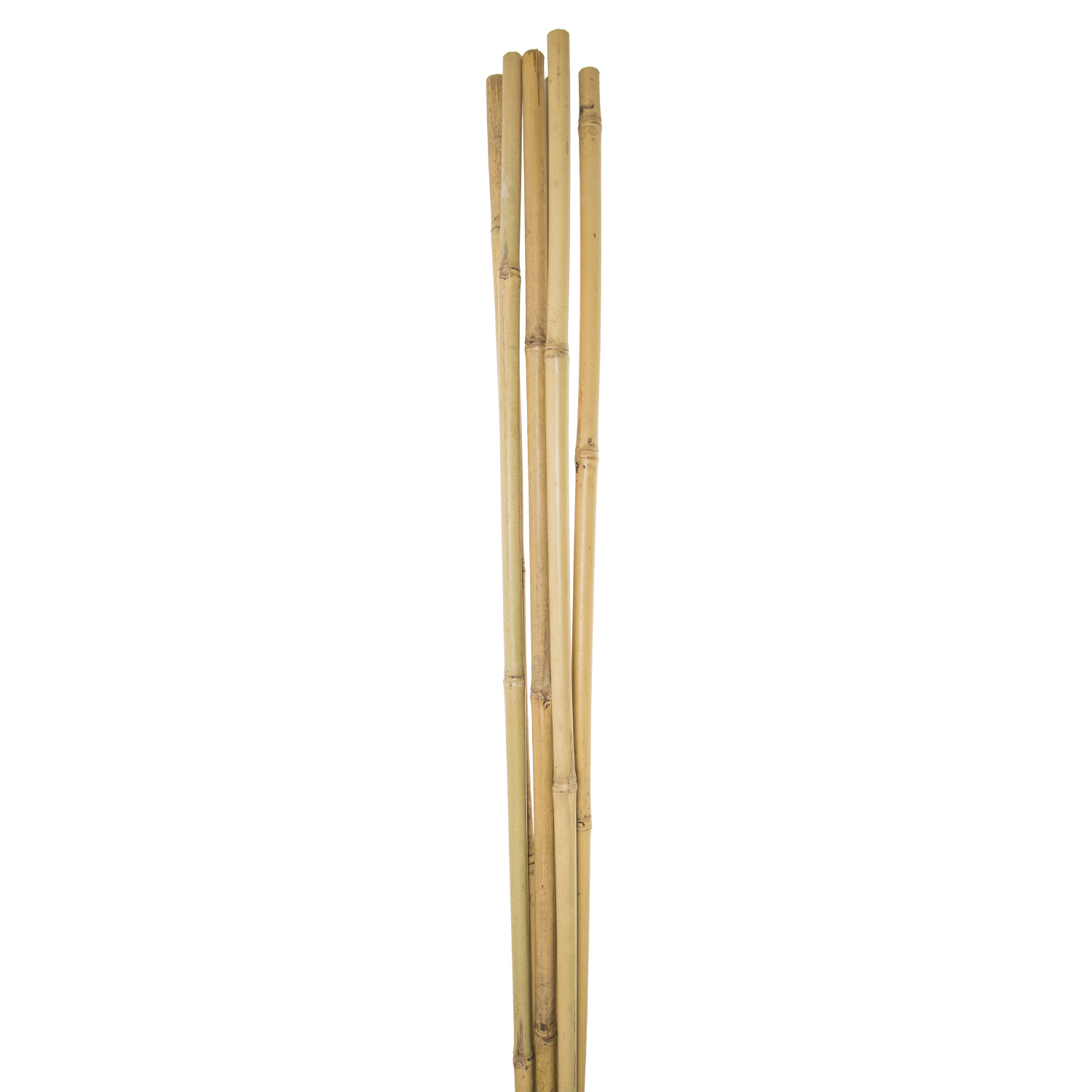 Pack of Bamboo Canes - 8ft Image 2