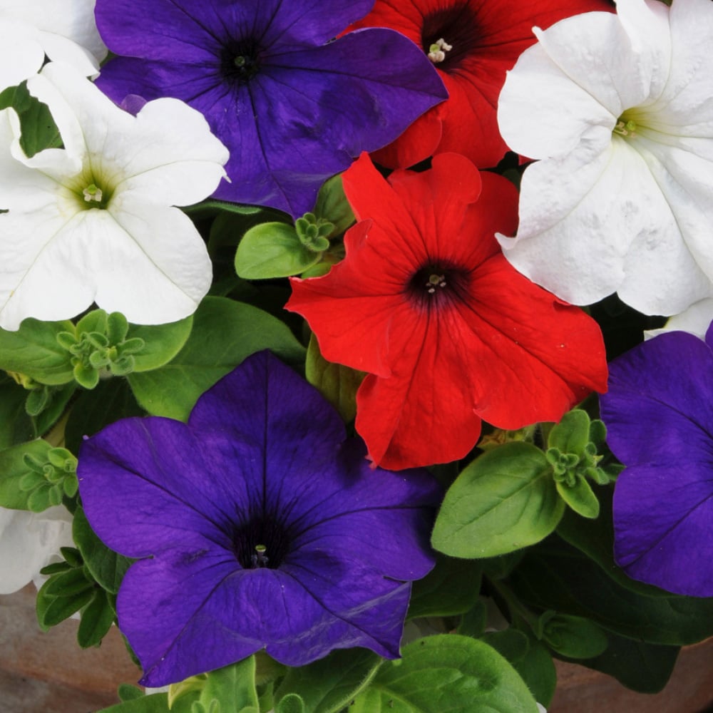 YouGarden Preplanted Petunia Patriotic Hanging Basket 25cm 2 Pack Image 2