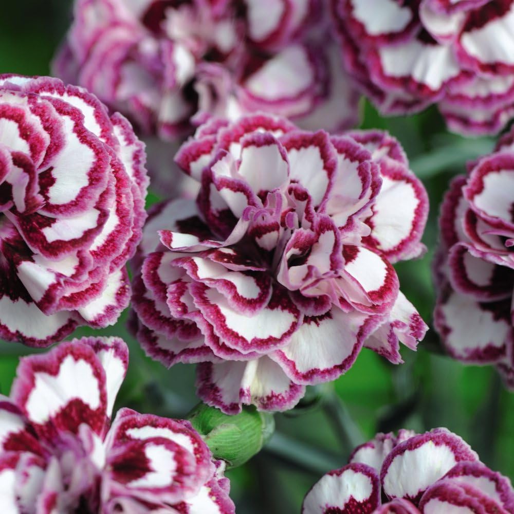 Thompson and Morgan Dianthus Pinks Grans Favourite Plant Pot 9cm 3 Pack Image 2