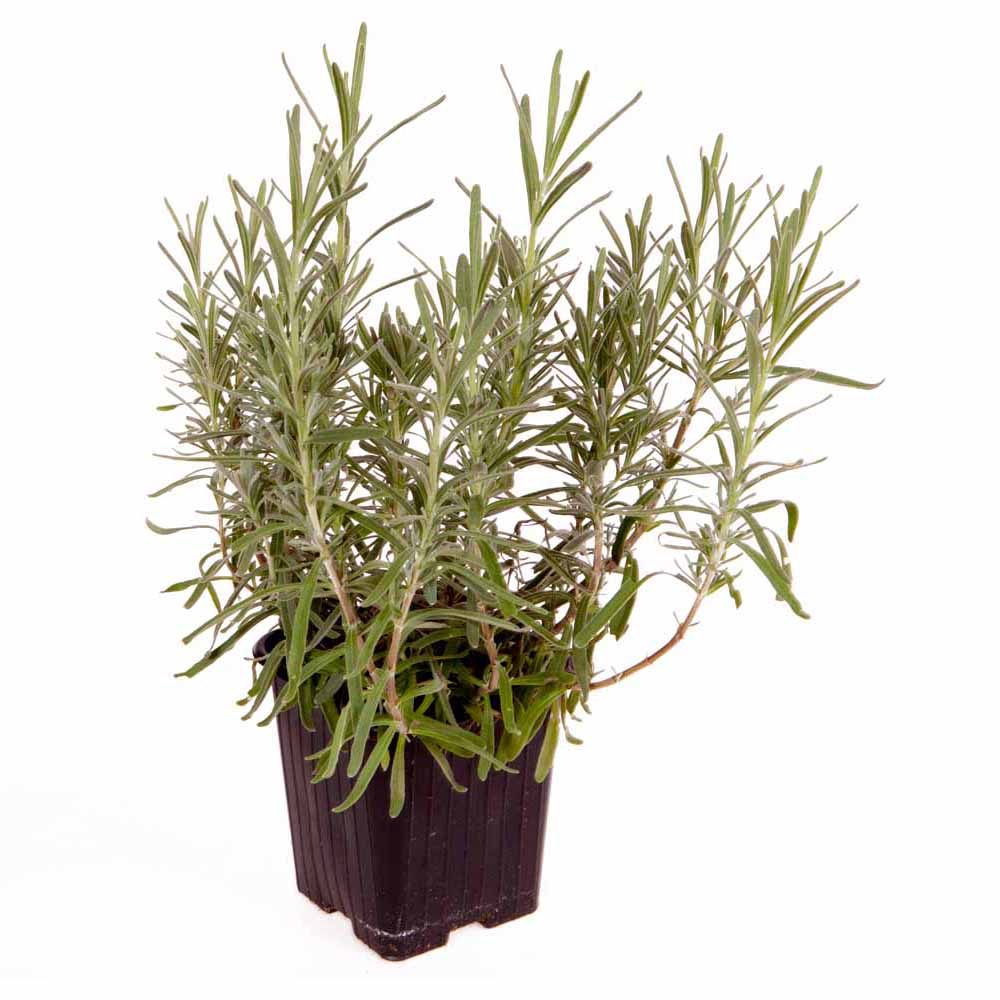 Wilko English Lavender Hidcote Hedging Plants 10 Pack Image 3