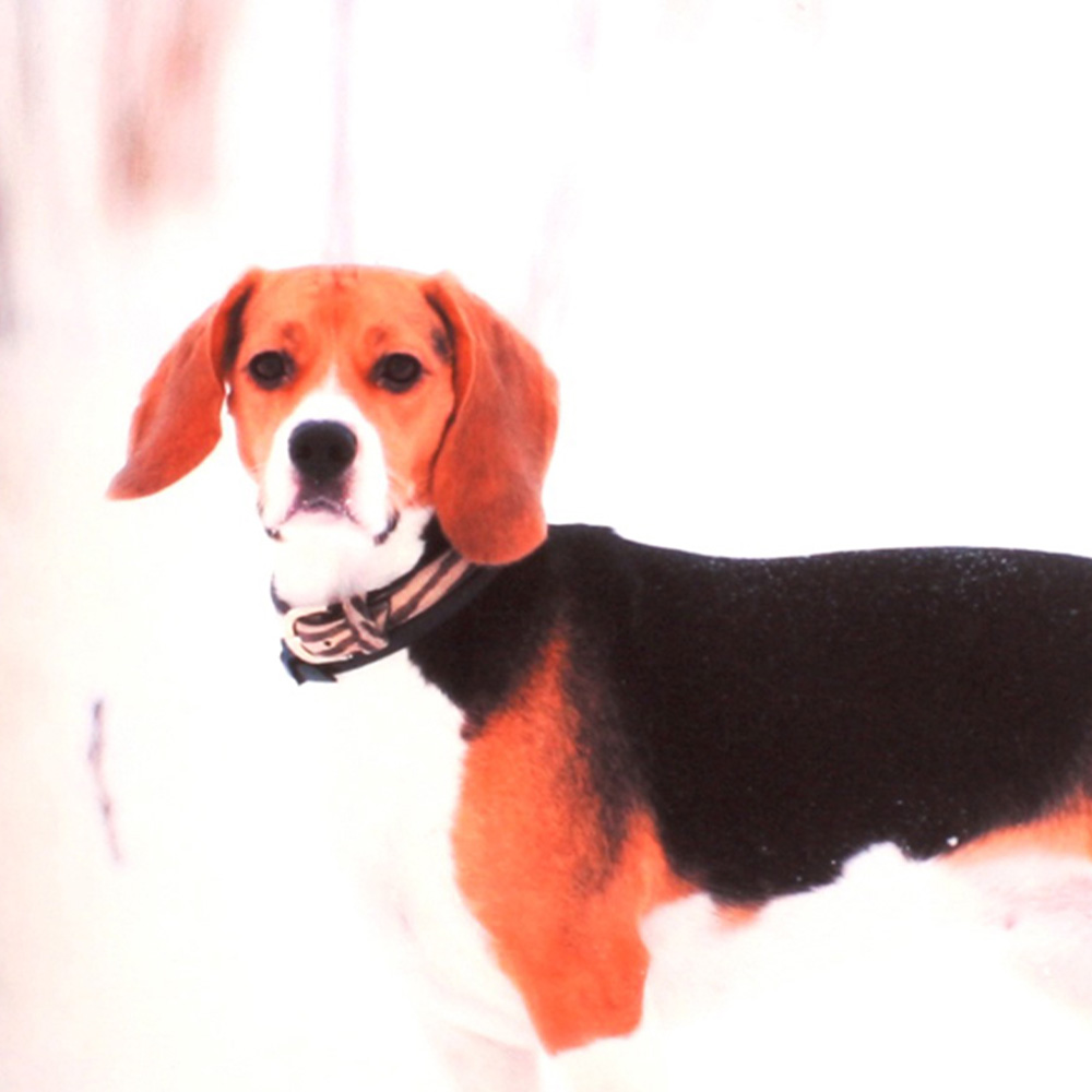 Velosso Ralph Printed Filled Cushion 43 x 43cm 2 Pack Image 2
