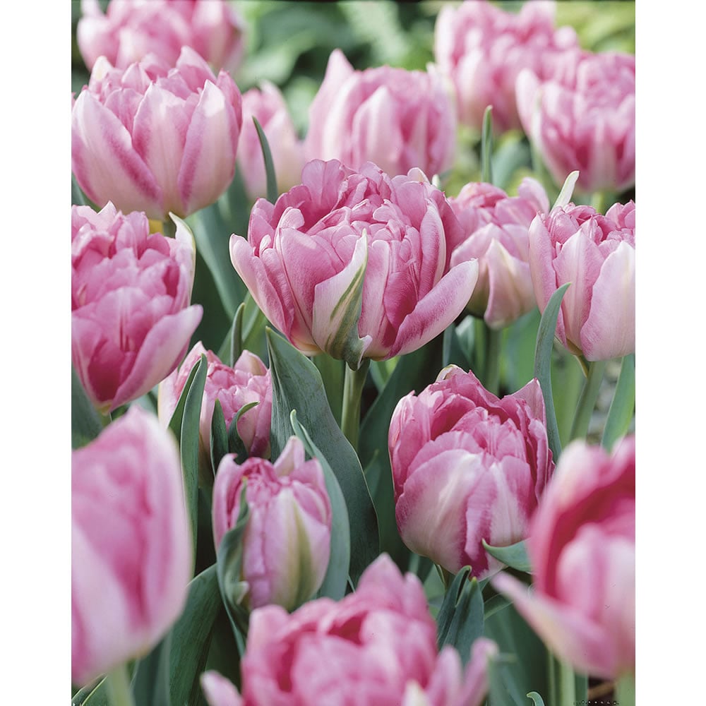 Wilko Autumn Bulbs Tulips Foxtrot 10/11 8pk Image 2
