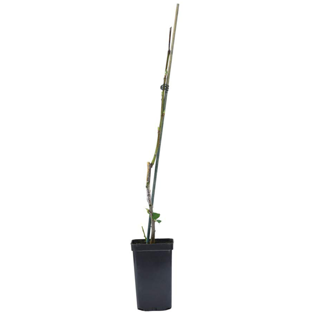 Thompson and Morgan Black Amber Mini Plum Pot Plant 9cm Image 5