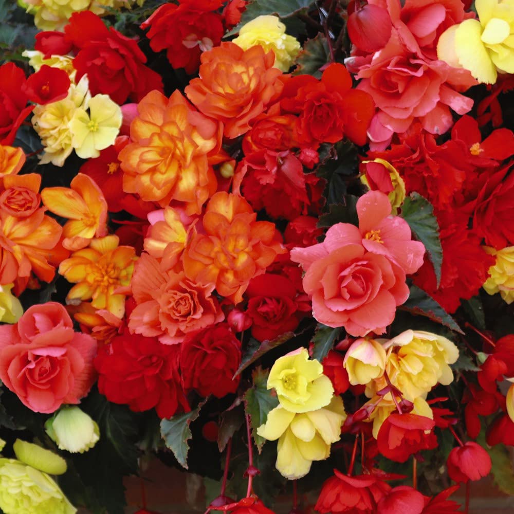 Thompson and Morgan Begonia Illumination Mix Hanging Basket 35cm Image 1
