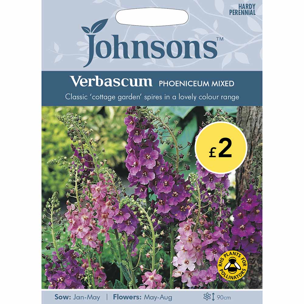 Johnsons Seeds Verbascum Phoeniceum Mixed Image 2