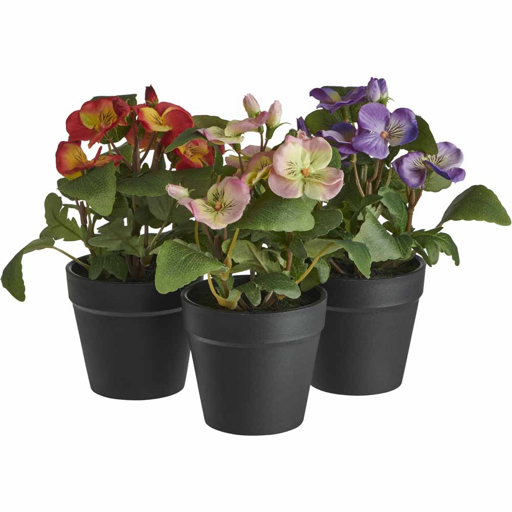 Wilko Potted Flowering Plant Pansy Image 1