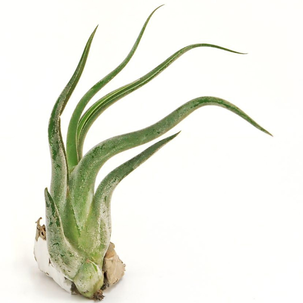 Thompson and Morgan Medium Tillandsia Caput Medusa Air Plant 2 Pack Image 2