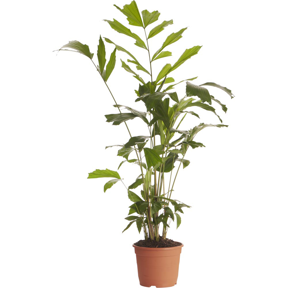 Wilko Caryota Mitis Fish Tail Palm Plant 100-130cm Image 1