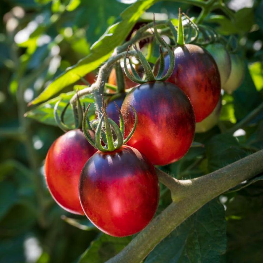 Thompson and Morgan Tomato Black Moon Plant in Pot 9cm Image 4